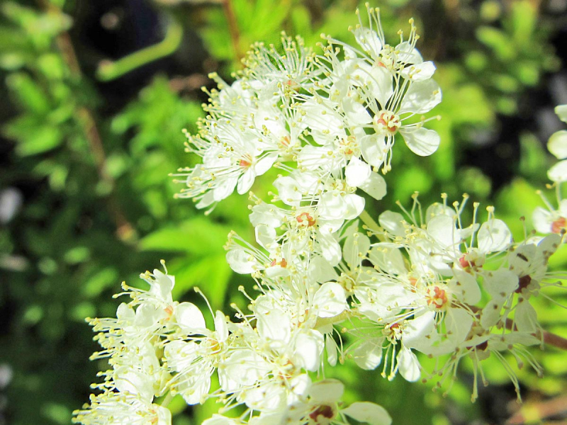 Filipendula ulmaria - Mädesüß